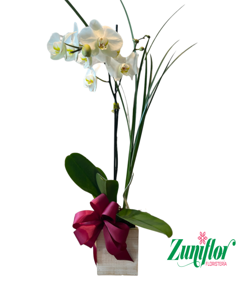 Floristería Zuniflor - Planta De Orquídea Phalaenopsis